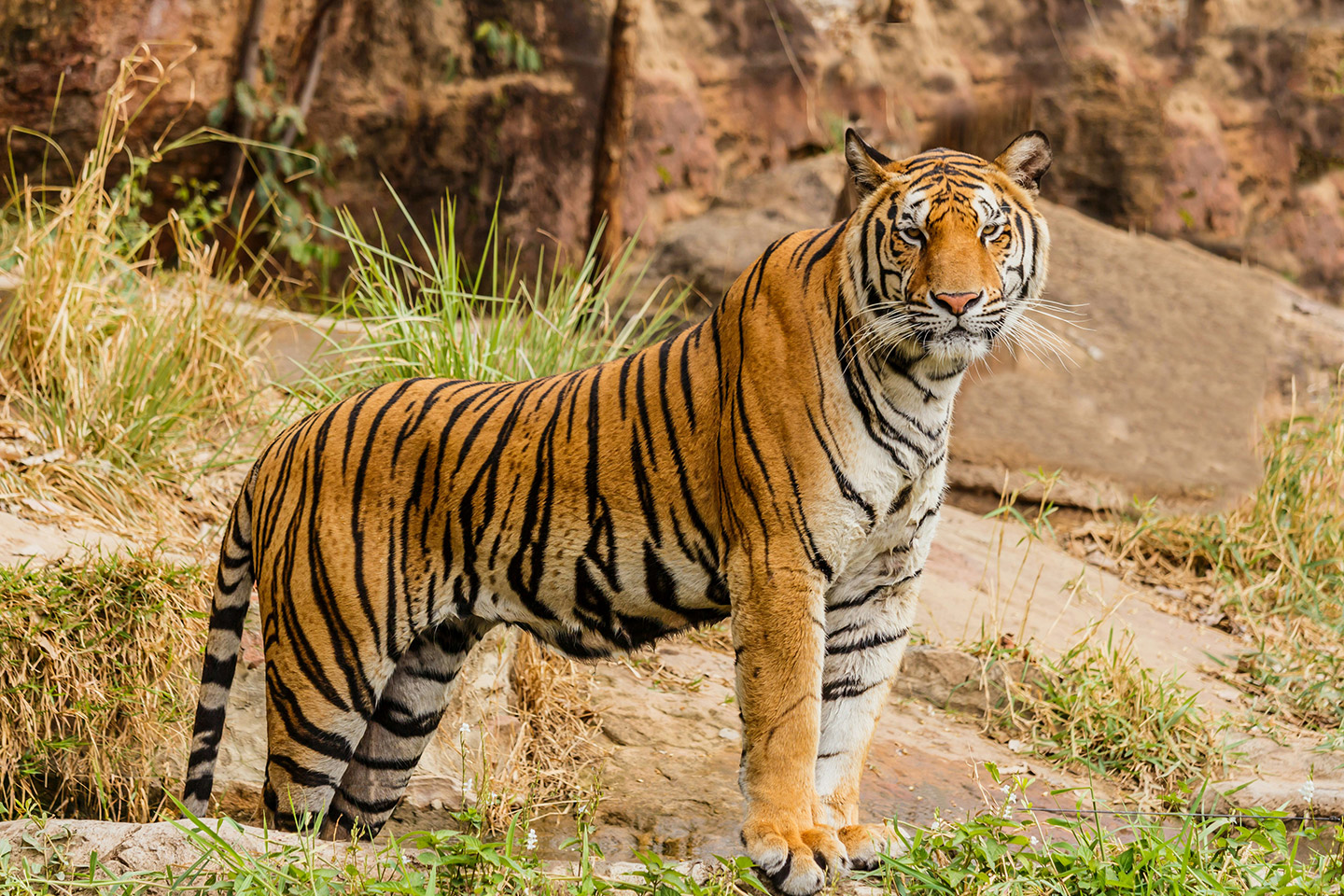 Tigre_2 tigre