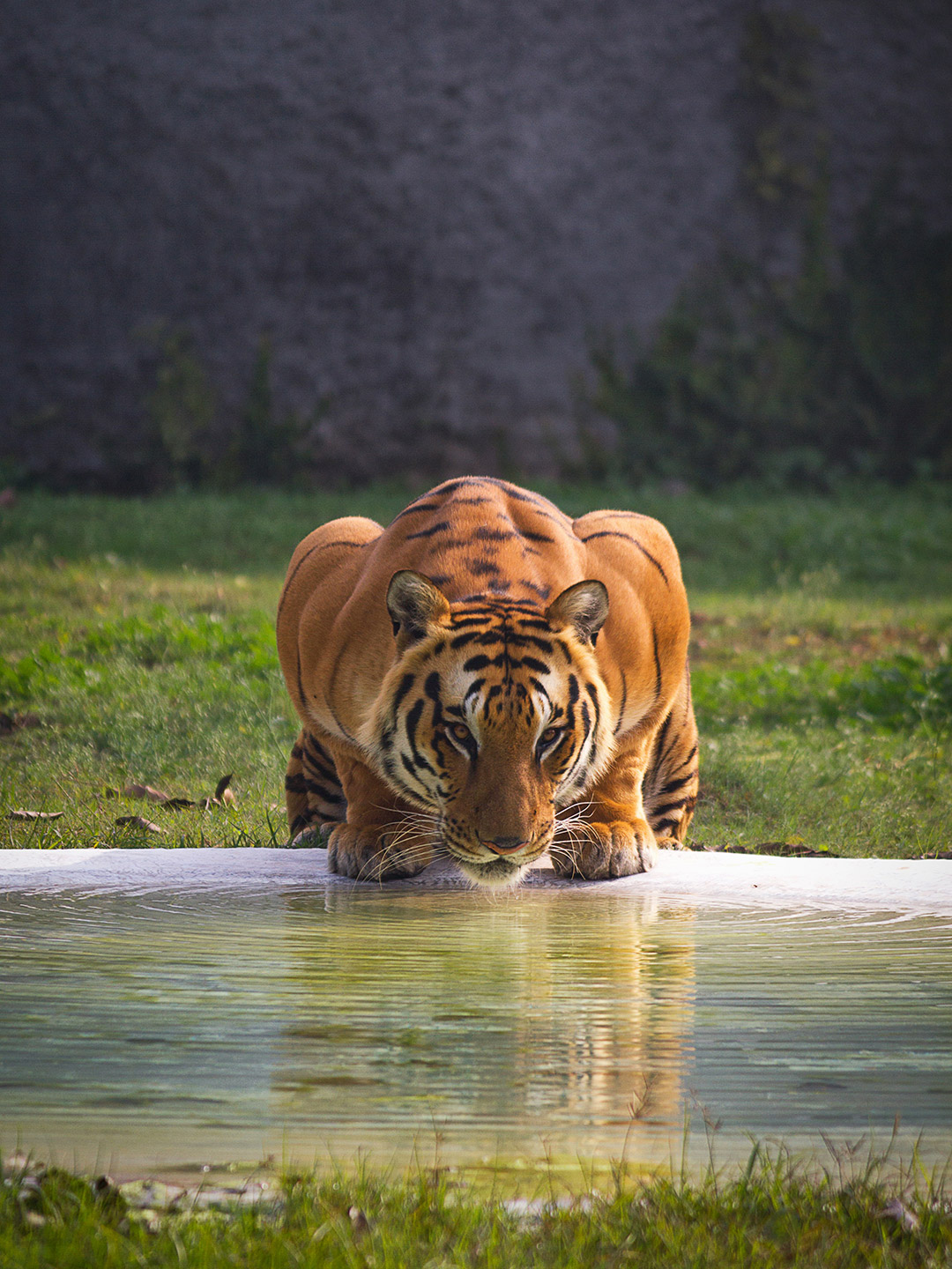 Tigre_3 tigre