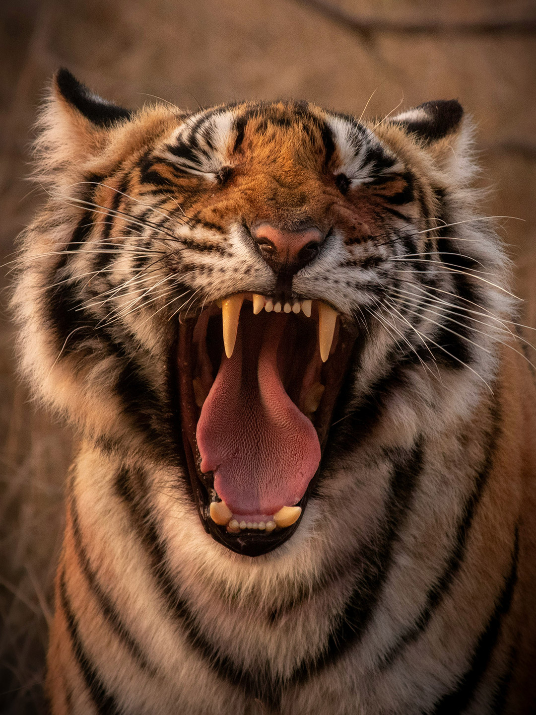 Tigre_4 tigre