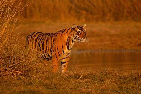 Todo sobre el tigre: dónde vive, qué come y por qué no es felino