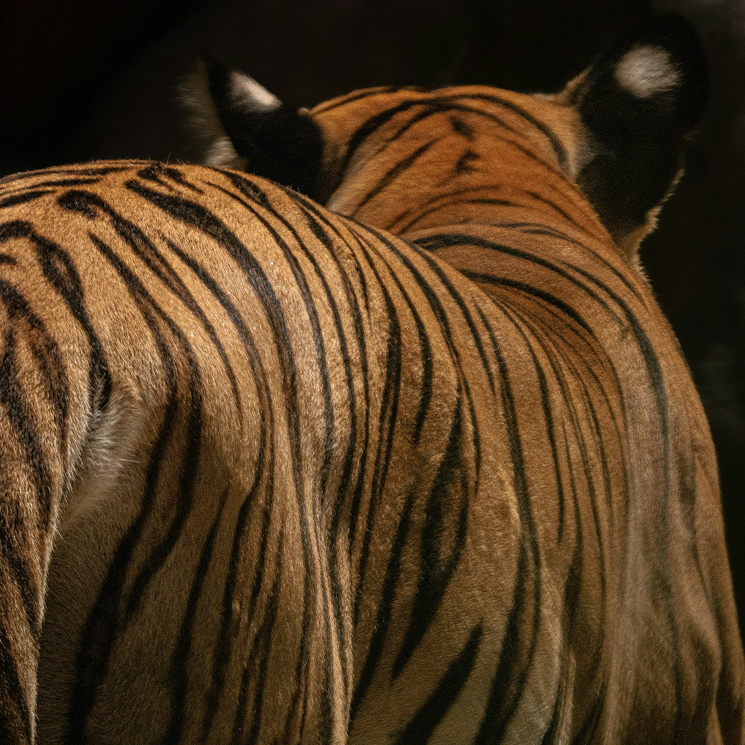 Tigre_rayas tigre