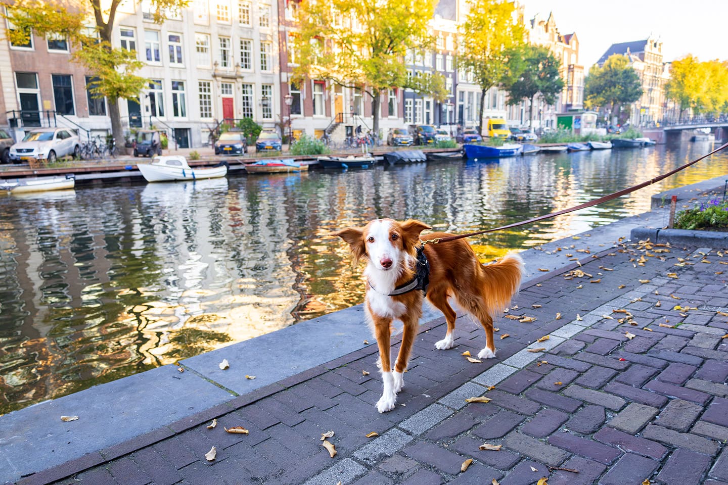 ciudades_petfriendly_Amsterdam