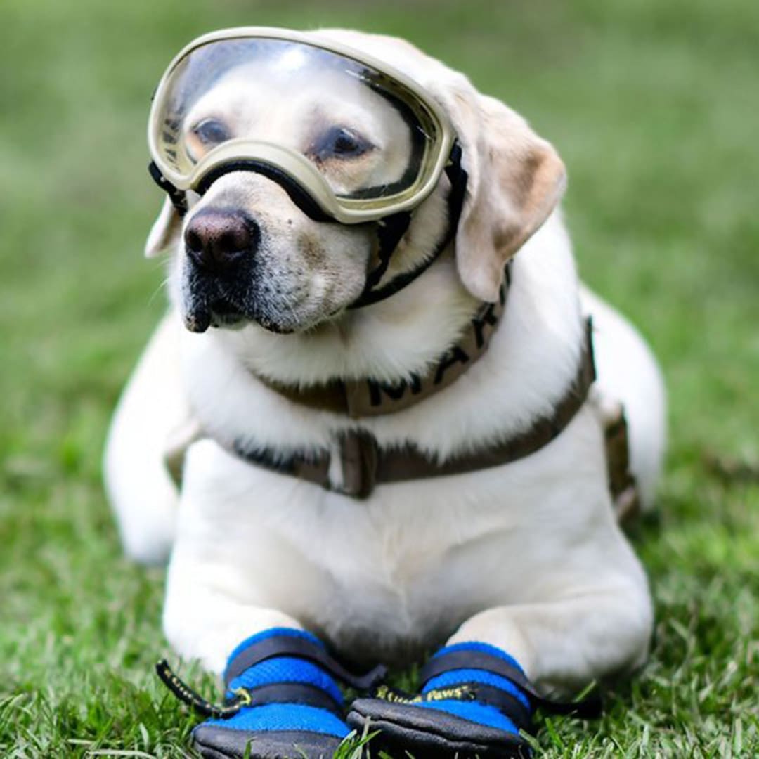 ciudades_petfriendly_Frida