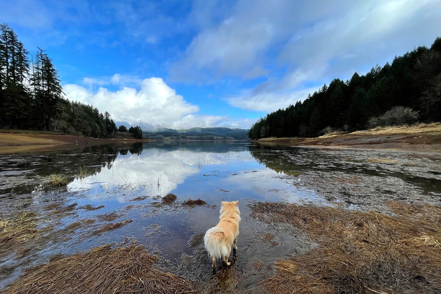 ciudades_petfriendly_Portland