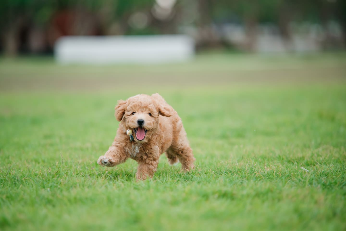 ciudades_petfriendly_intro
