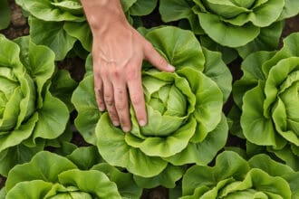 ¡Con la lechuga mexicana no! La polémica sobre Cyclospora que está dando de qué hablar