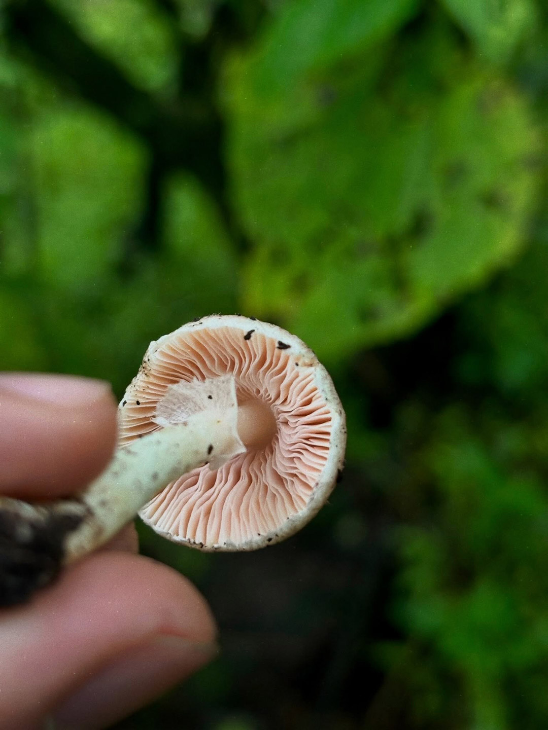 recolección de hongos