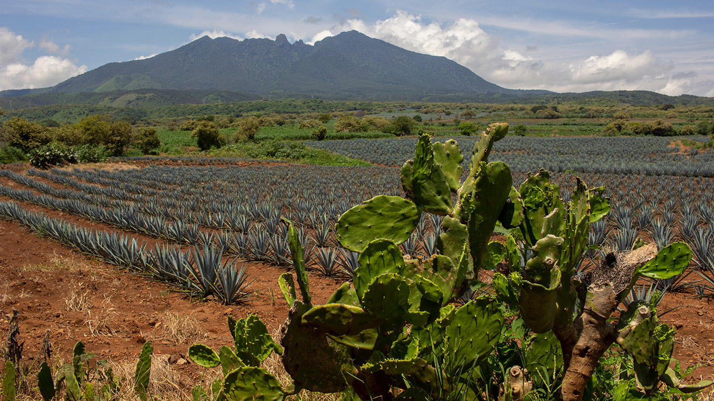 regiones_tequileras_1