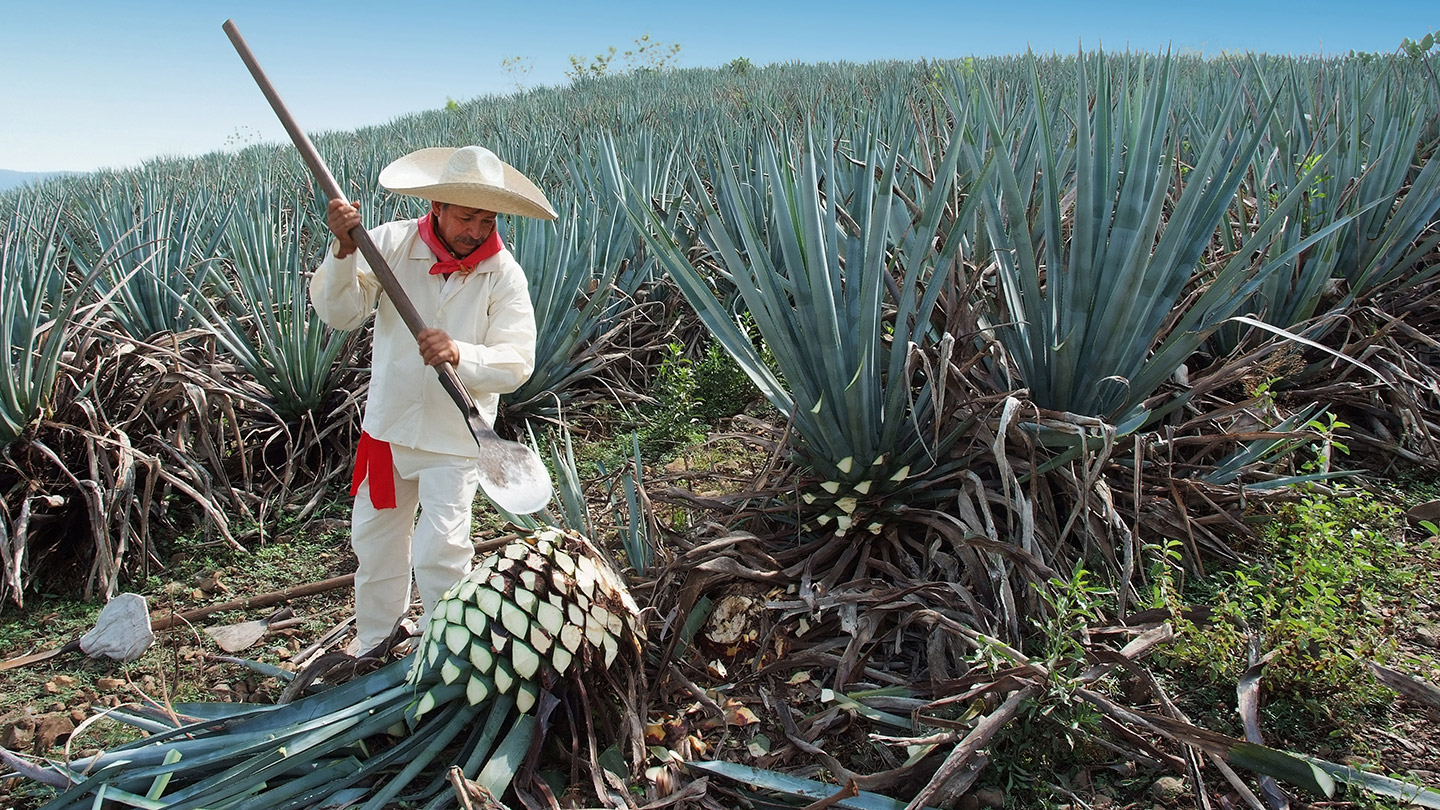regiones_tequileras_3