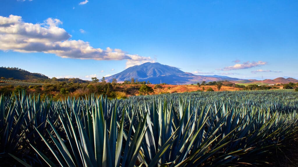 Conoce los 5 estados que producen tequila en México