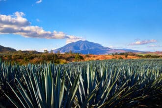 Conoce los 5 estados que producen tequila en México