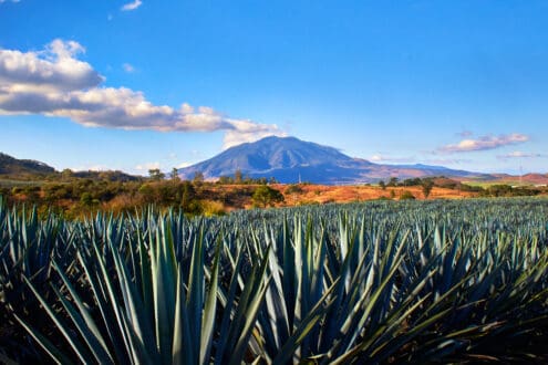 Conoce los 5 estados que producen tequila en México