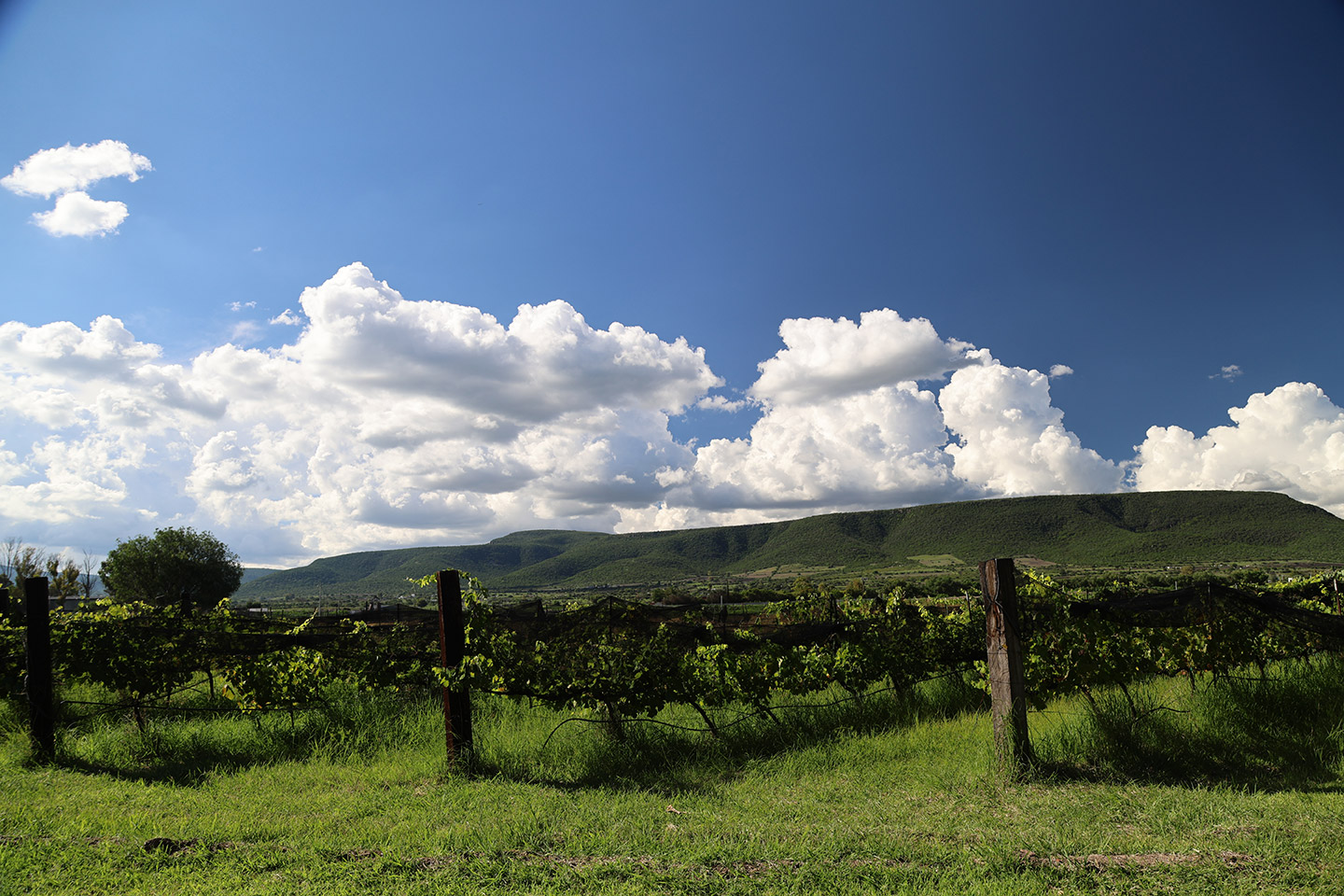 ruta_vino_Querétaro_26_Rancho_Santa_Marina_1