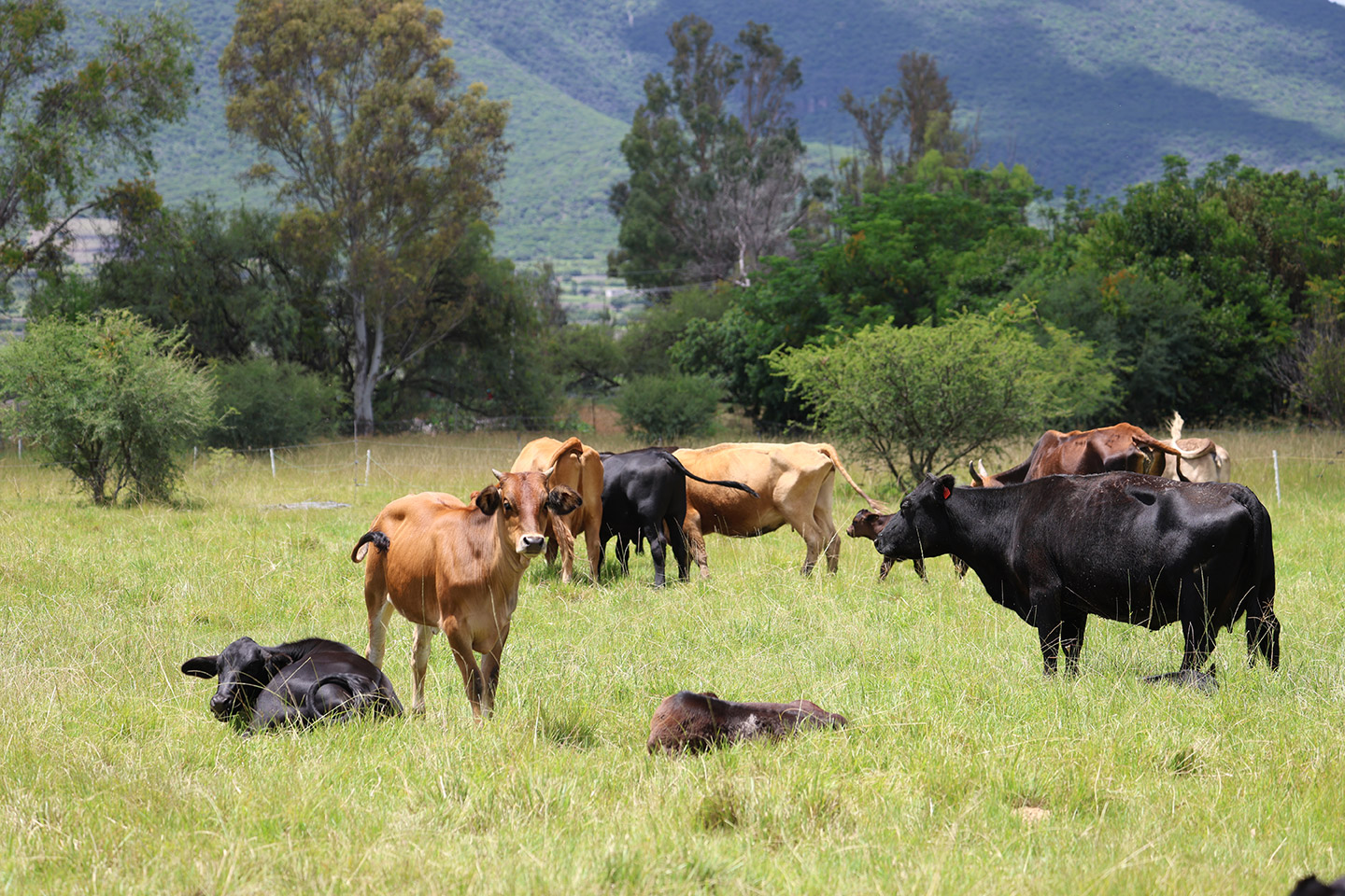 ruta_vino_Querétaro_26_Rancho_Santa_Marina_3