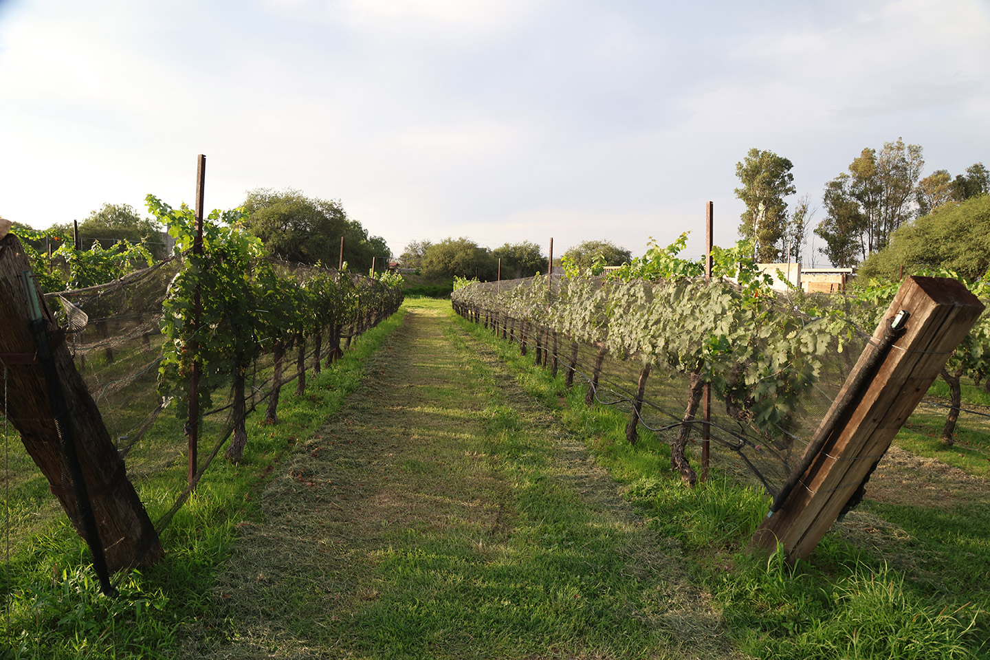 ruta_vino_Querétaro_26_Rebenque_1