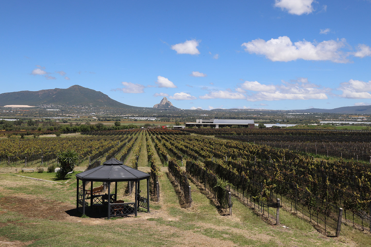 ruta_vino_Querétaro_26_Vinaltura_1