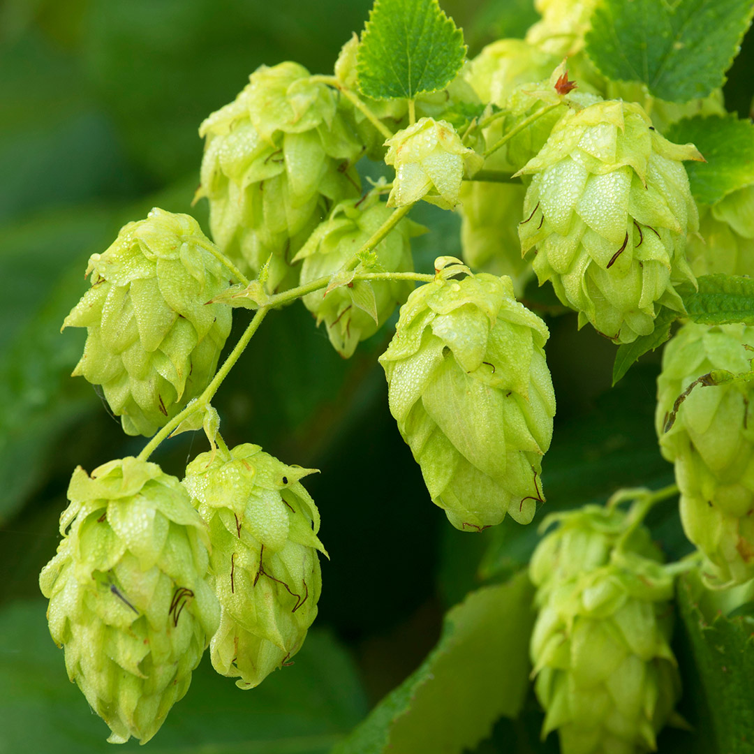 amante de la cerveza