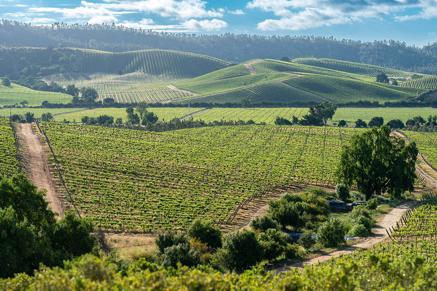 The World's 50 Best Vineyards debutará en Santiago.