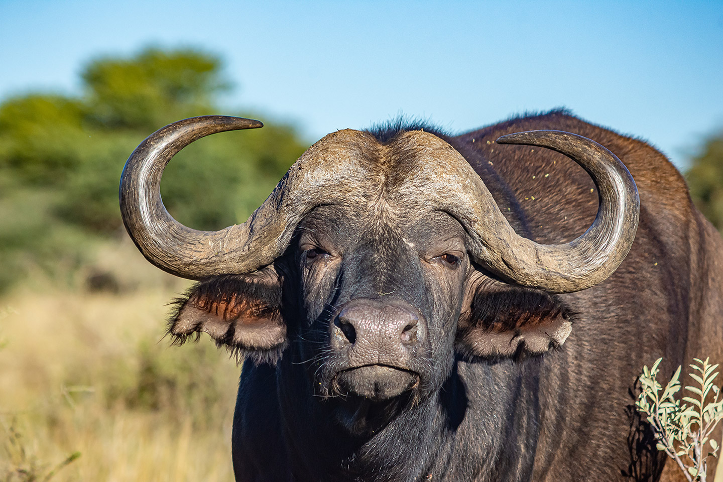 Búfalo.