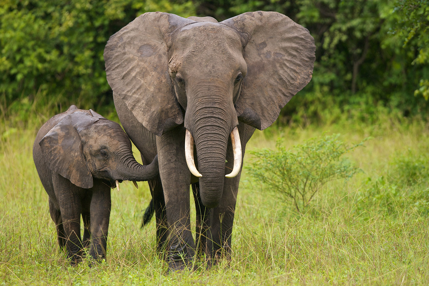 Elefante.