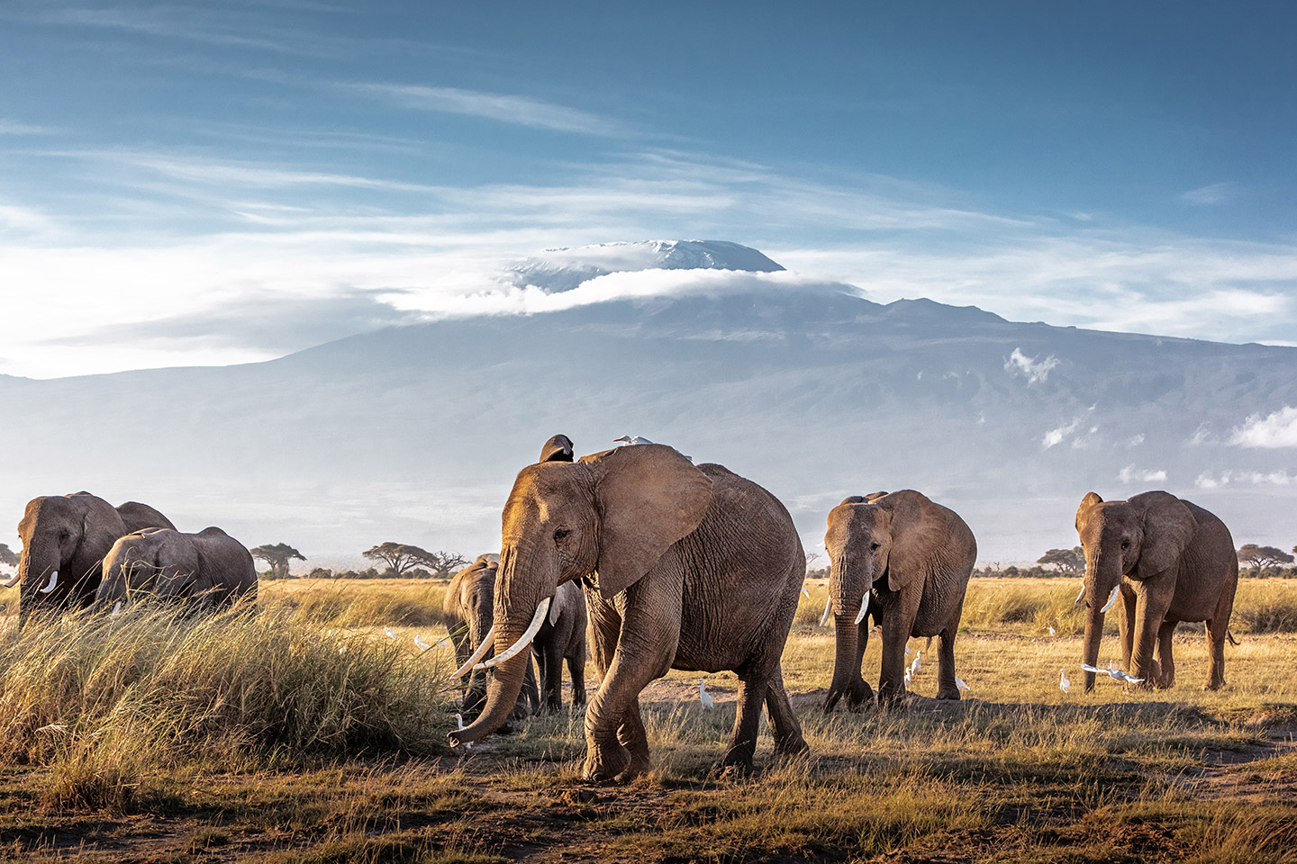 ¿Por qué se llaman cinco grandes de África?
