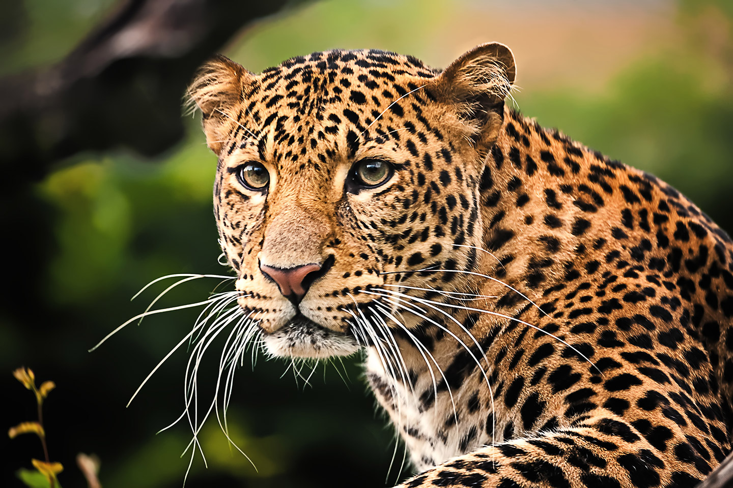 Leopardo.