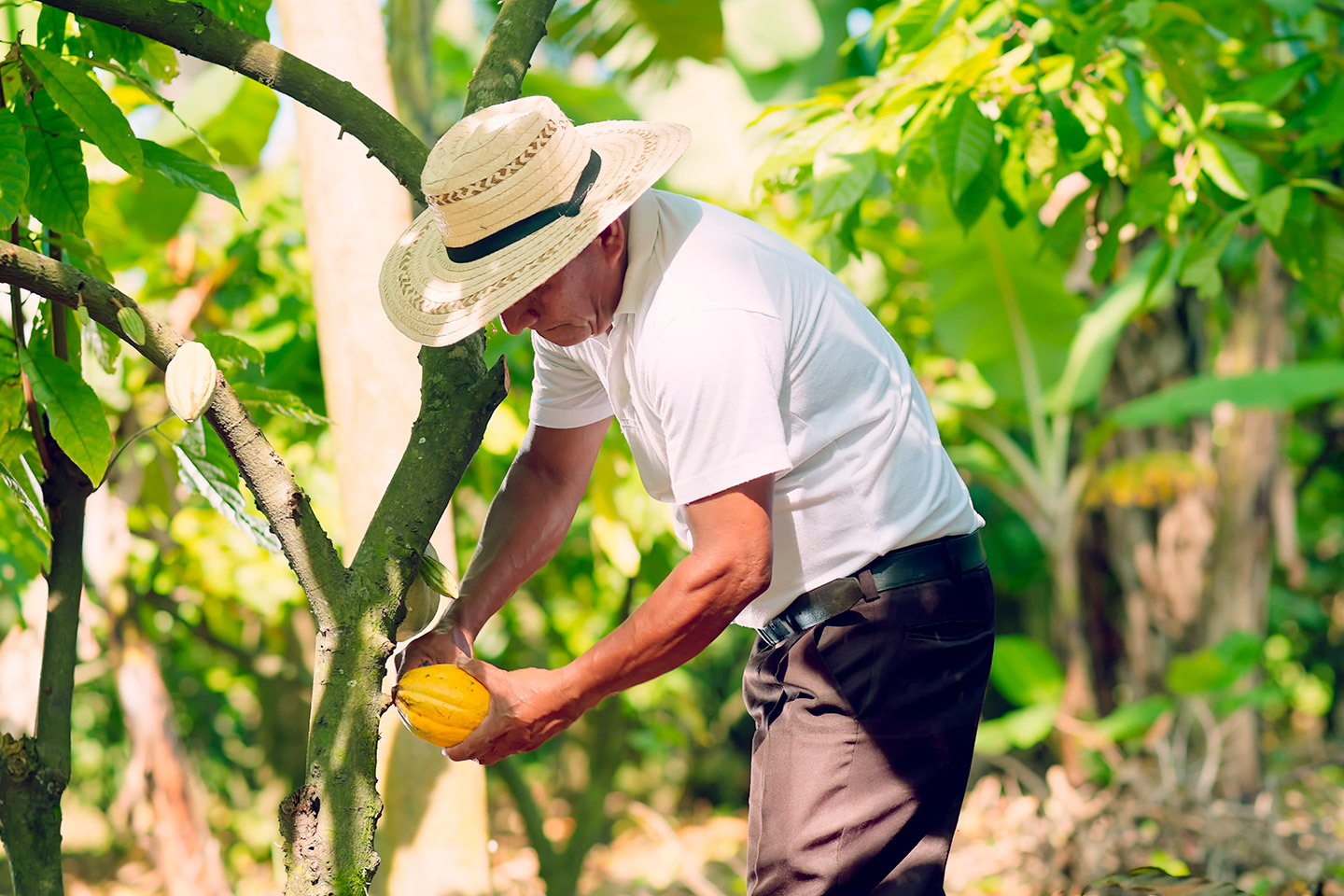 Planta de cacao Ecuador.