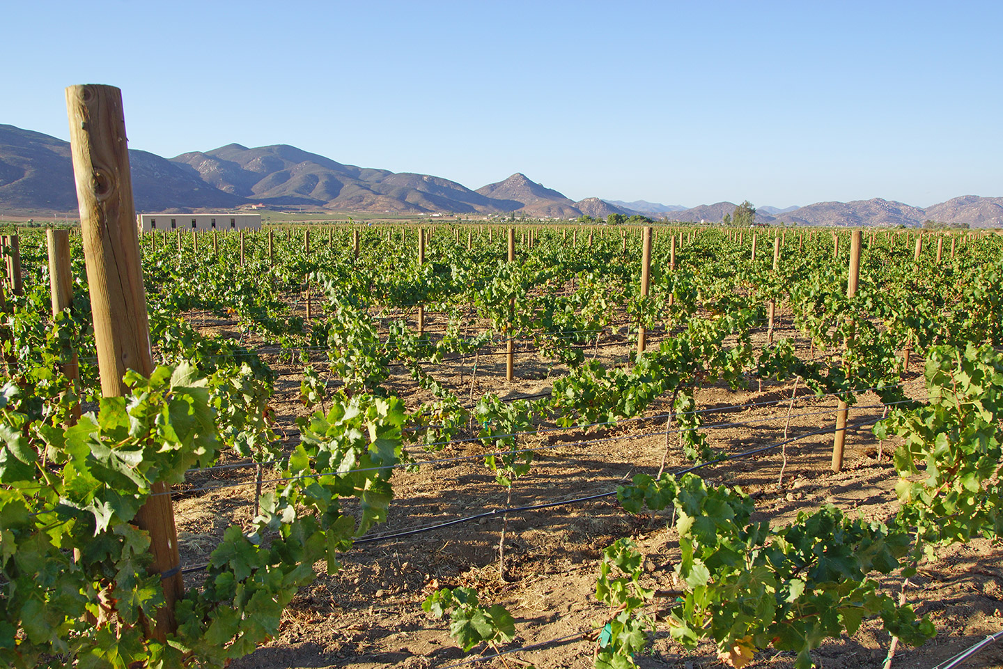 Hospitality_Selection_BC_viñedo