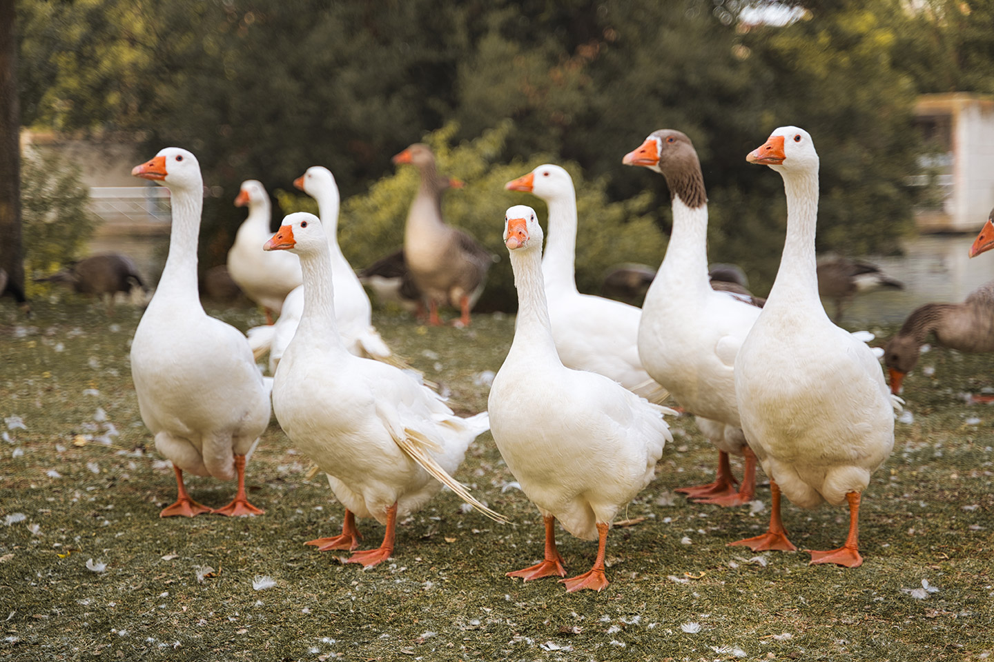 foie_gras_prohibición_Brasil_1 Consiste en alimentar a los animales de manera forzada.