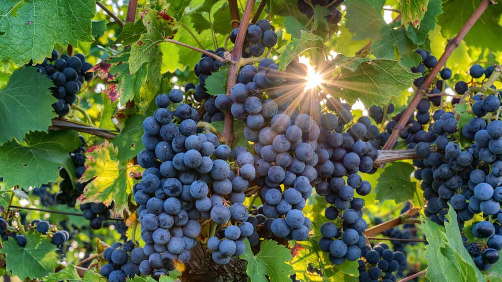 Pinot noir: descubre la uva detrás de algunos grandes vinos