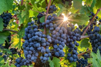 Pinot noir: descubre la uva detrás de algunos grandes vinos
