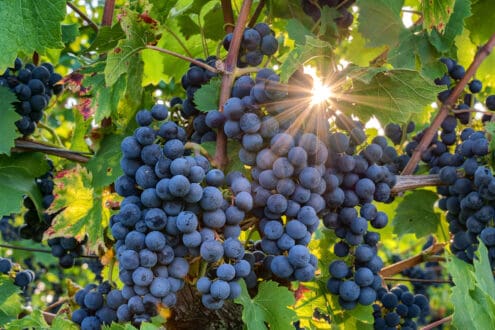 Pinot noir: descubre la uva detrás de algunos grandes vinos