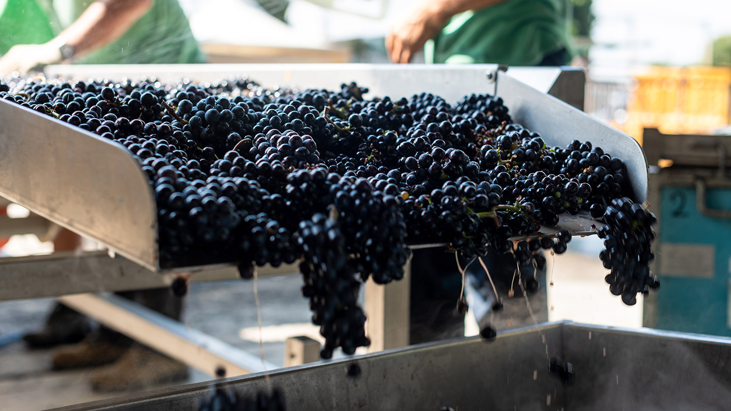 Es una variedad de uva tinta originaria de Borgoña.