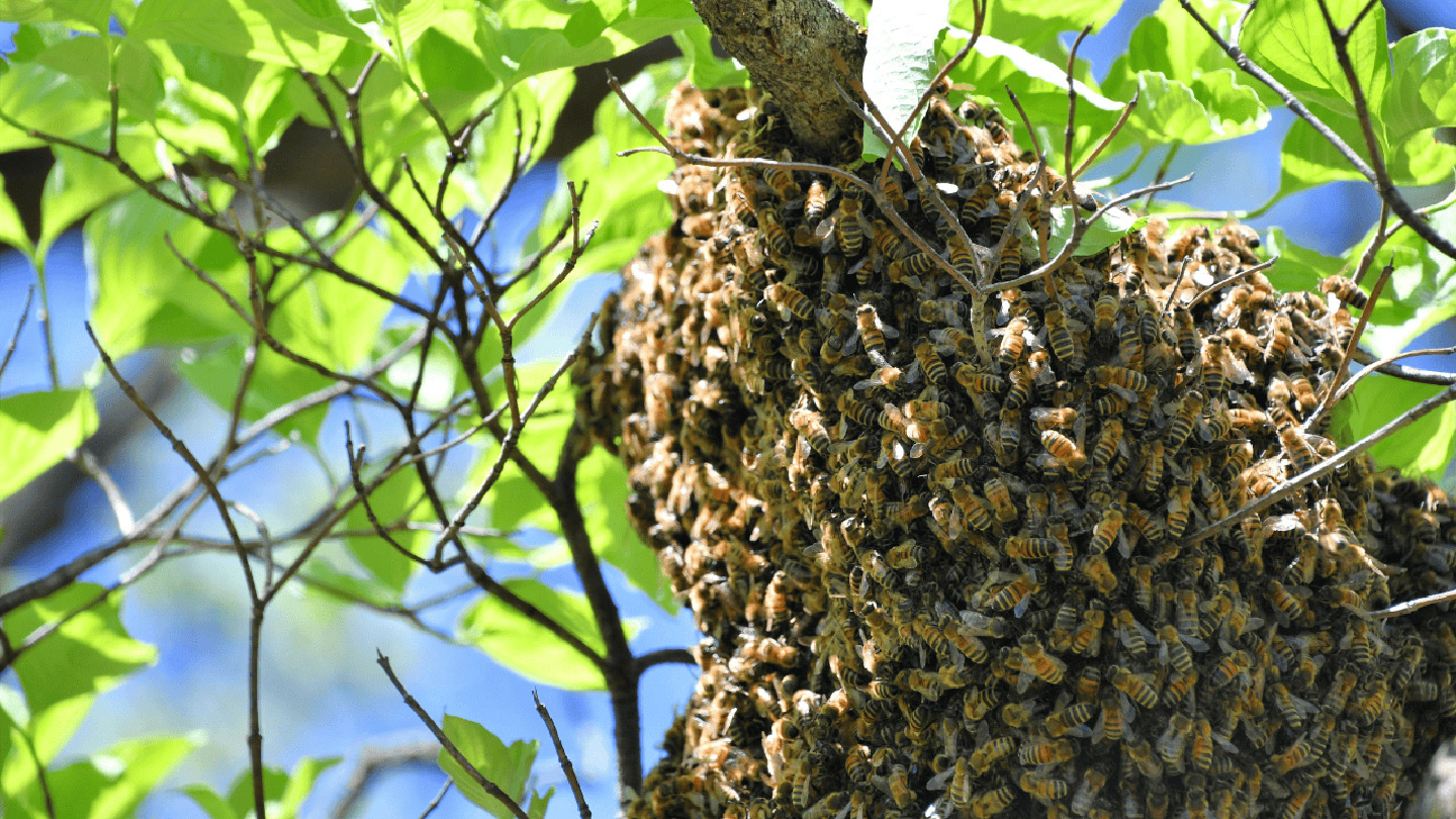 salvar_a_las_abejas_1