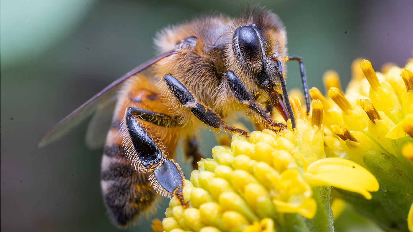 salvar_a_las_abejas_2