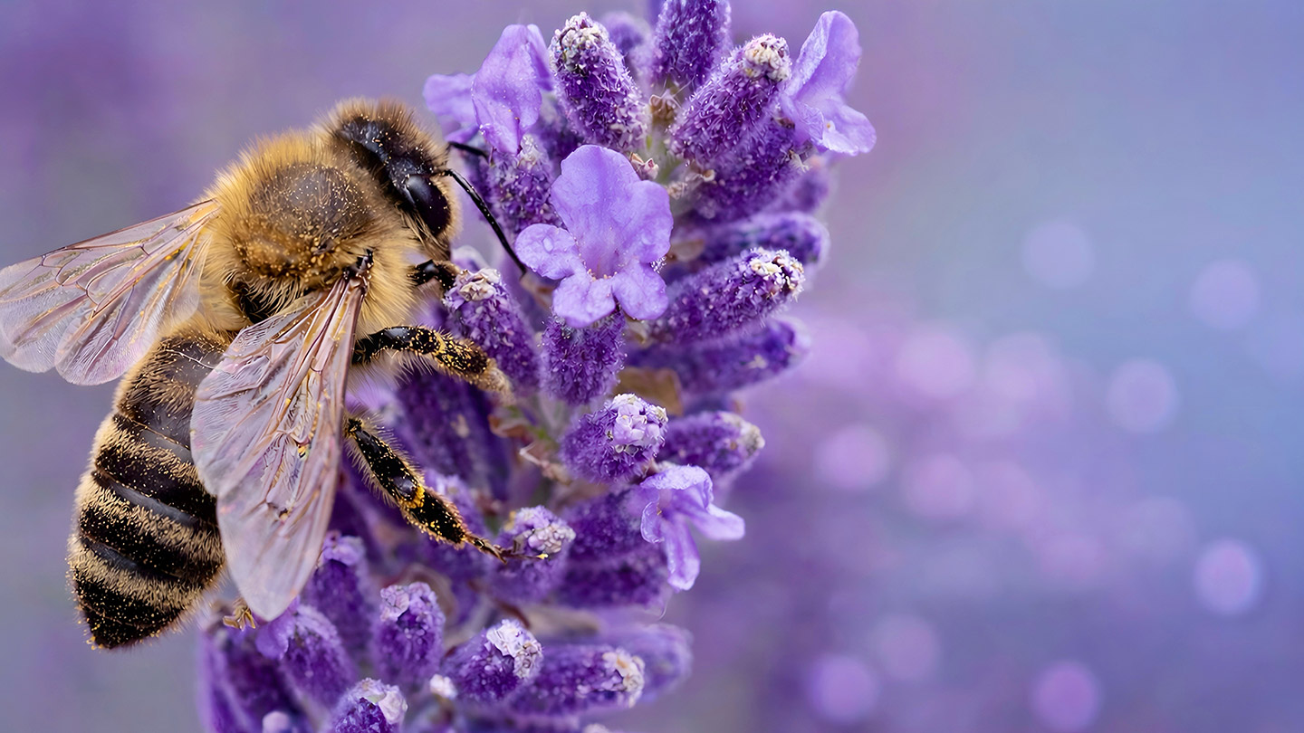 salvar_a_las_abejas_3