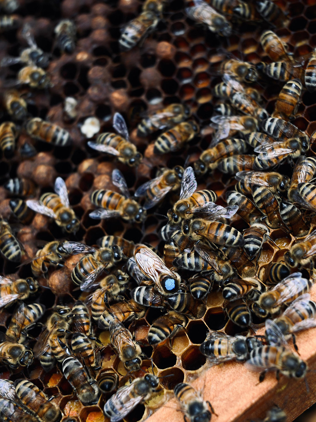 salvar_a_las_abejas_5