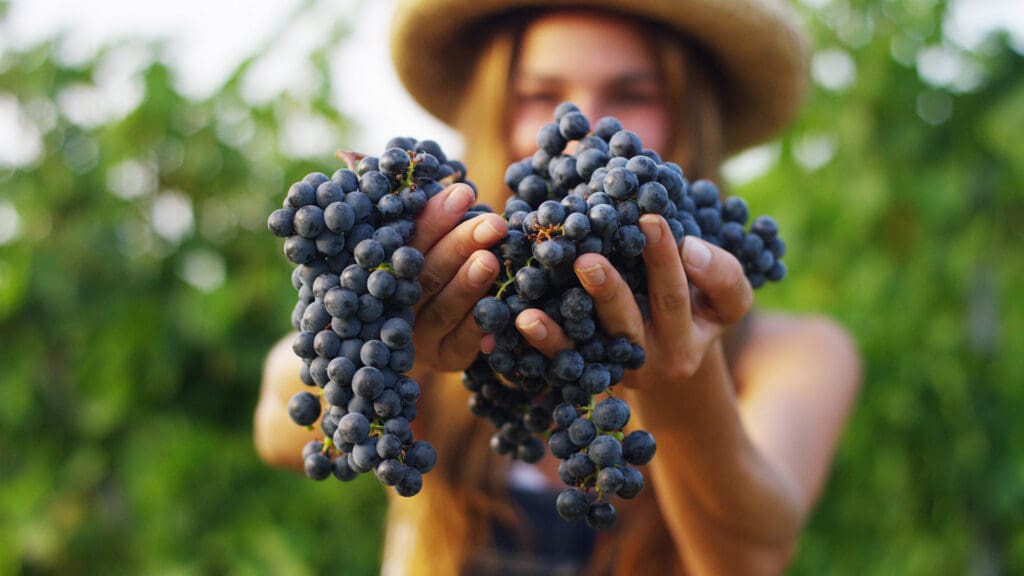 Regiones vinícolas de México para vivir la vendimia: de la cuna del vino a las zonas emergentes