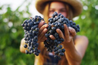 Regiones vinícolas de México para vivir la vendimia: de la cuna del vino a las zonas emergentes