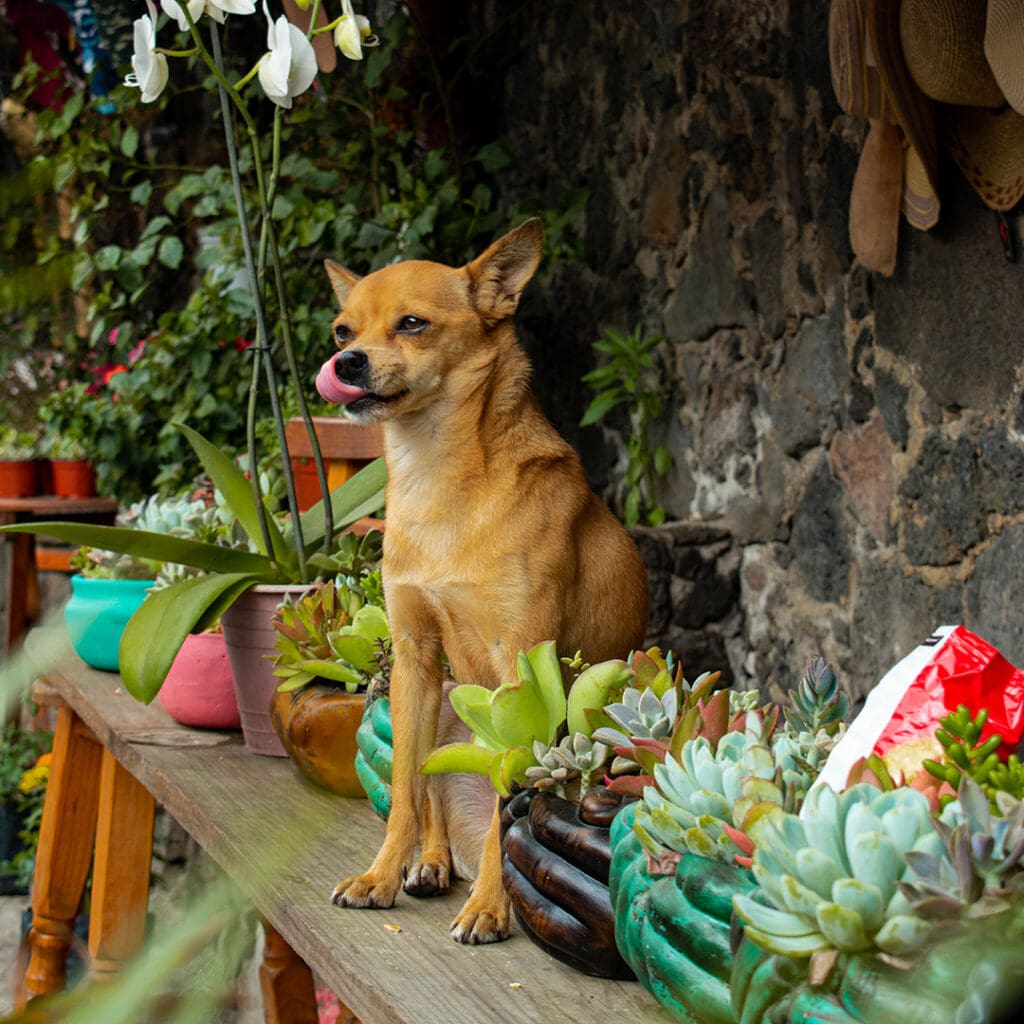 Tepoztlán.