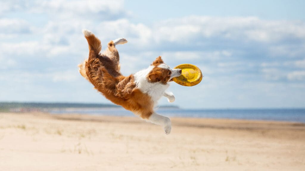 5 Pueblos Mágicos pet friendly que querrás conocer con tu perrito
