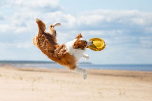 5 Pueblos Mágicos pet friendly que querrás conocer con tu perrito