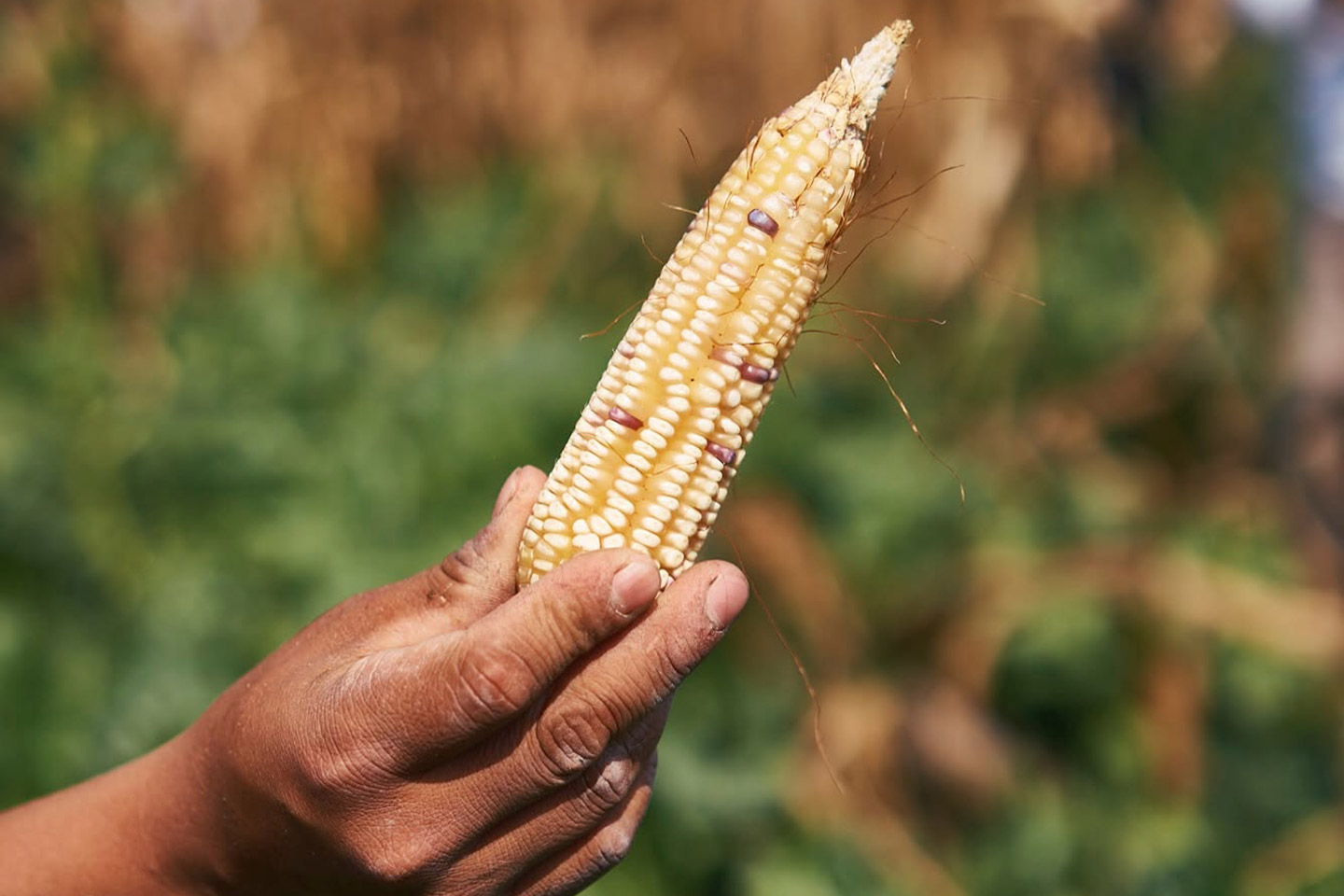 Promueven un modelo de agricultura regenerativa.