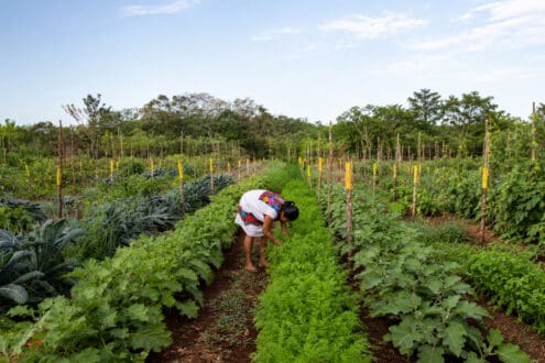 El proyecto que llevó a Xochimilco a ganar el Champions of Change Award