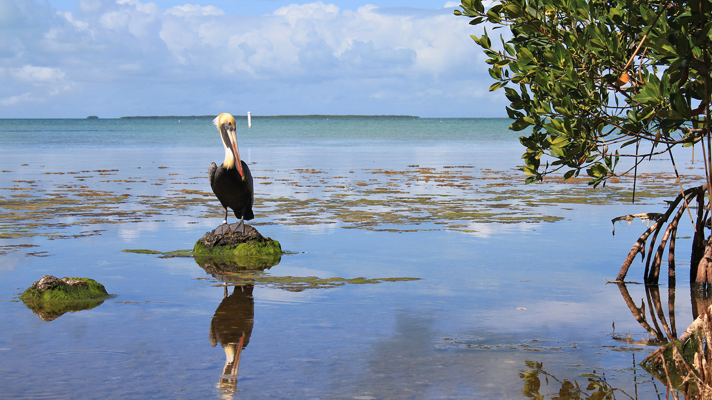 Patrimonio_Mundial_de_México_en_peligro_everglades_National_Park Es una señal de alerta para impulsar medidas de conservación.