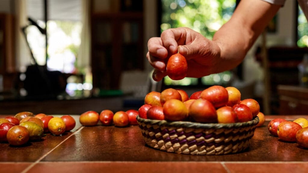 Beneficios, tipos y usos: te presentamos la ciruela mexicana