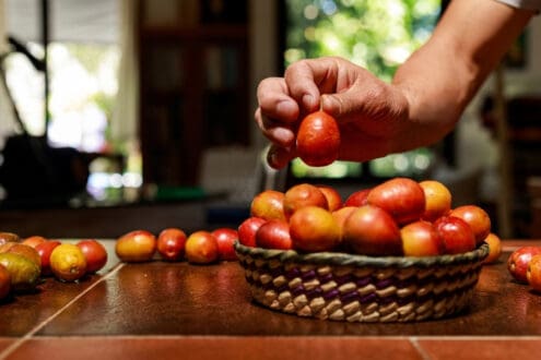 Beneficios, tipos y usos: te presentamos la ciruela mexicana
