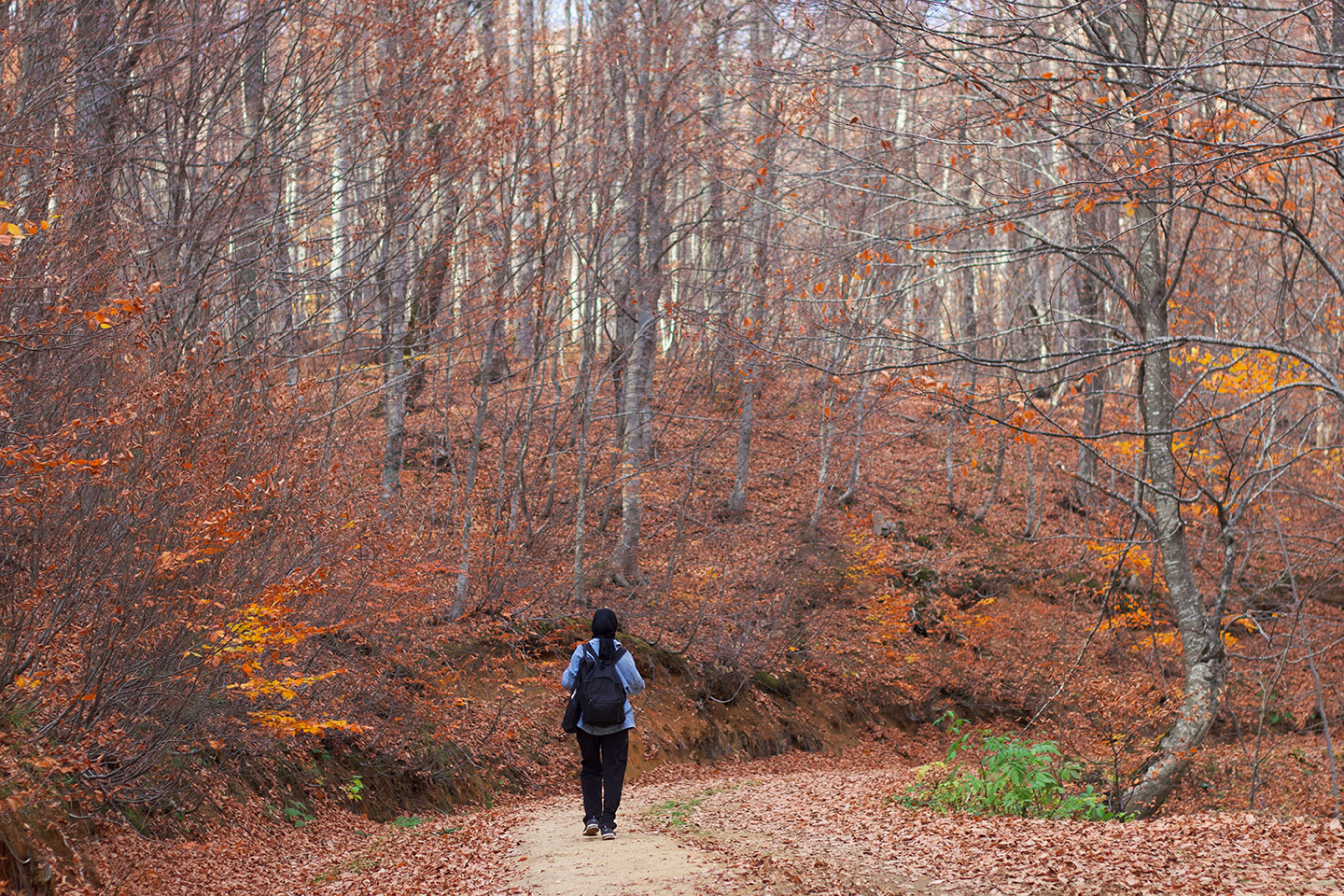 equinoccio_otoño_bosque