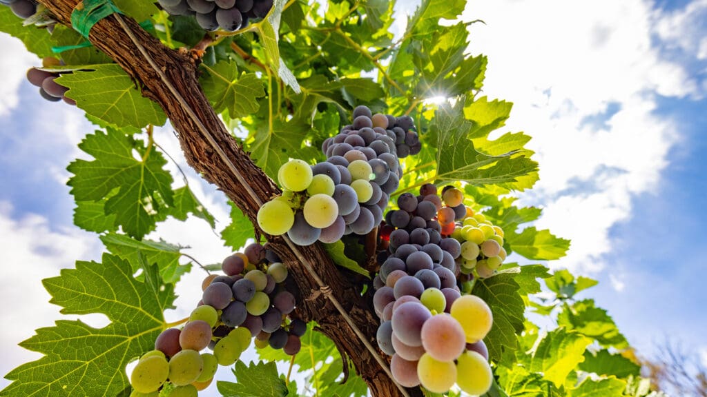 ¿Qué uvas hay detrás del vino mexicano? Estas son las más importantes