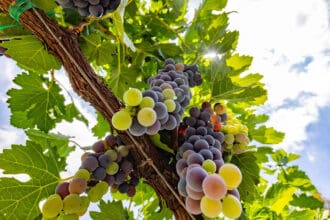 ¿Qué uvas hay detrás del vino mexicano? Estas son las más importantes